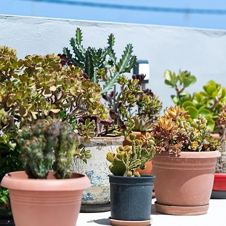 Apartamento Cactopia Apartments- Hoya-aeonium Rethymno