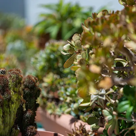Cactopia Apartments- Hoya-aeonium Apartamento